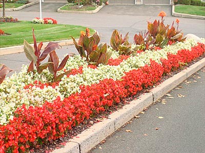 Seasonal Flowers